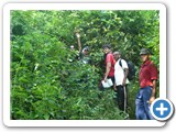 Going through the jungle
